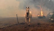 Australie: un demi-milliard d’animaux morts contre 18 humains dans les incendies