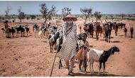 Sud-ouest du Niger: «l’aggravation de la crise du pastoralisme nourrit le recrutement du banditisme»